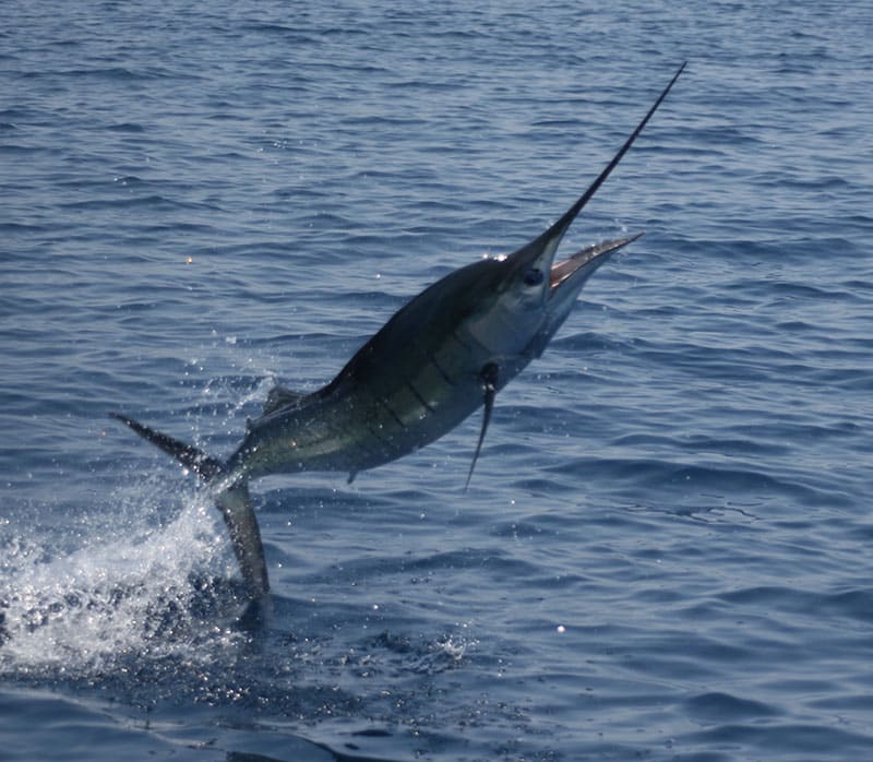 sailfish kuhn blog