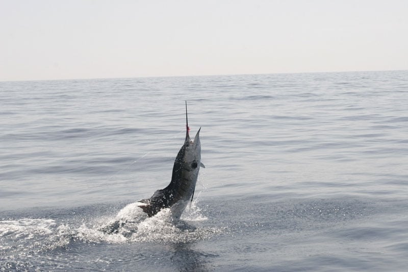 Sailfish on the Fly!