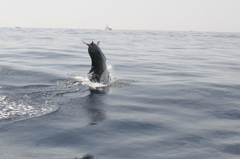 Sailfish on the Fly!