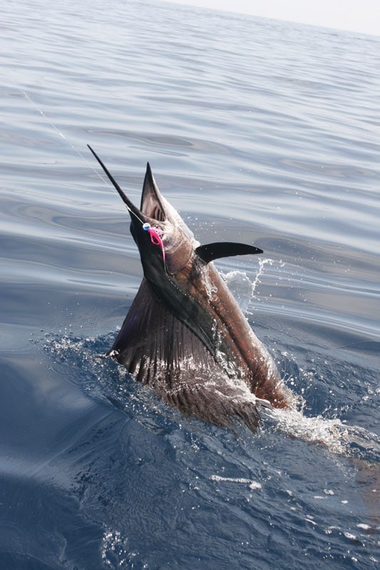 Sailfish on the Fly!