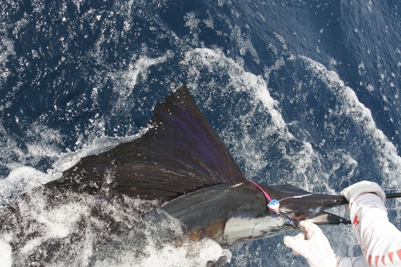 Sailfish on the Fly!