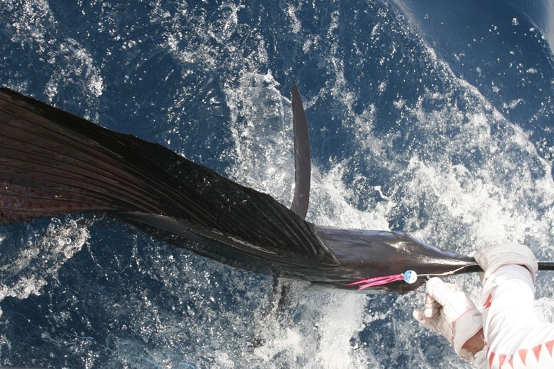 Sailfish on the Fly!