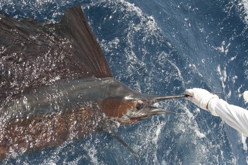 Sailfish on the Fly!