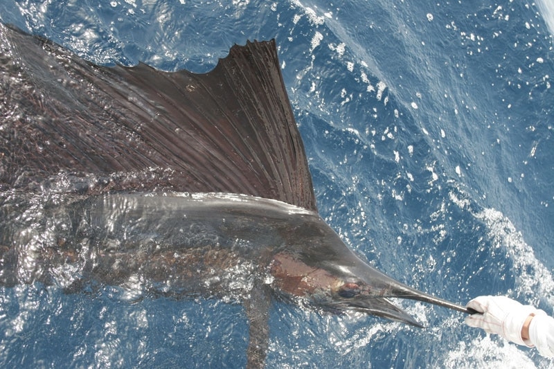 Sailfish on the Fly!