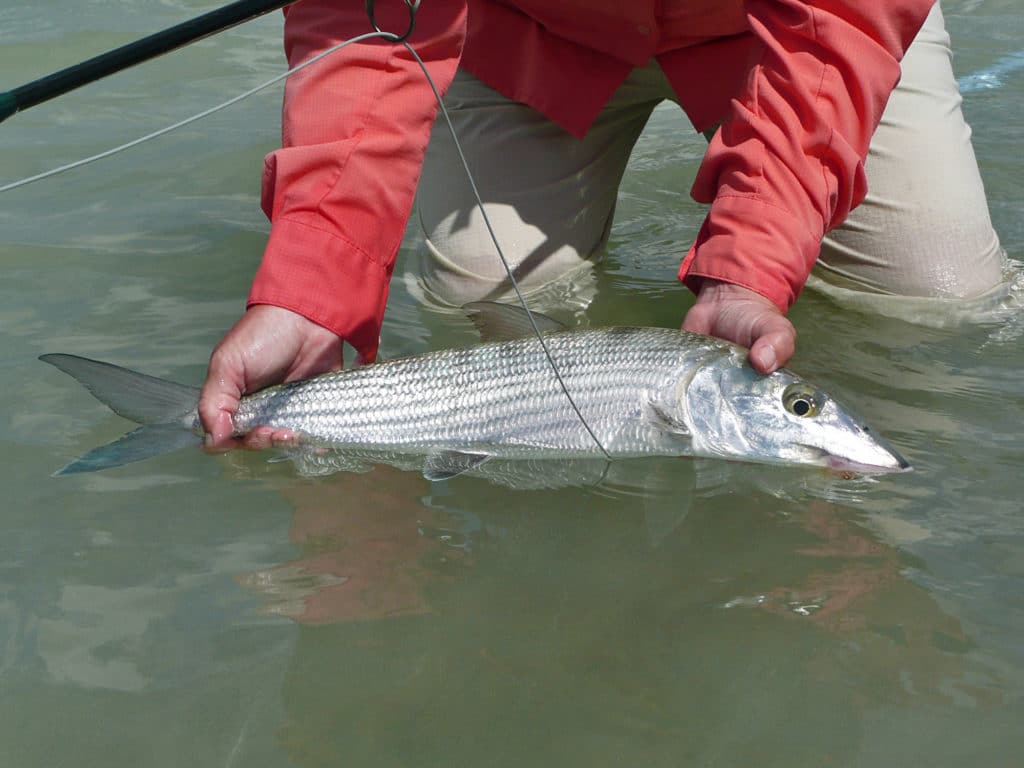 Bonefish caught on fly