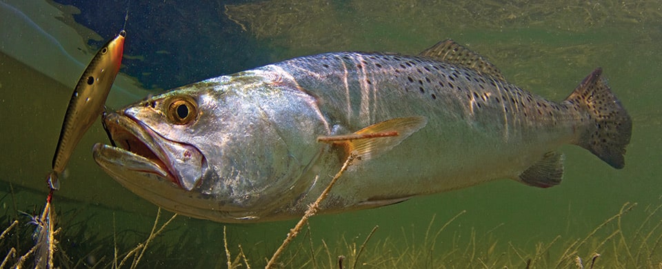 Mississippi Trout Fishing