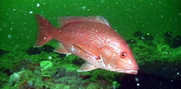 NOAA red snapper