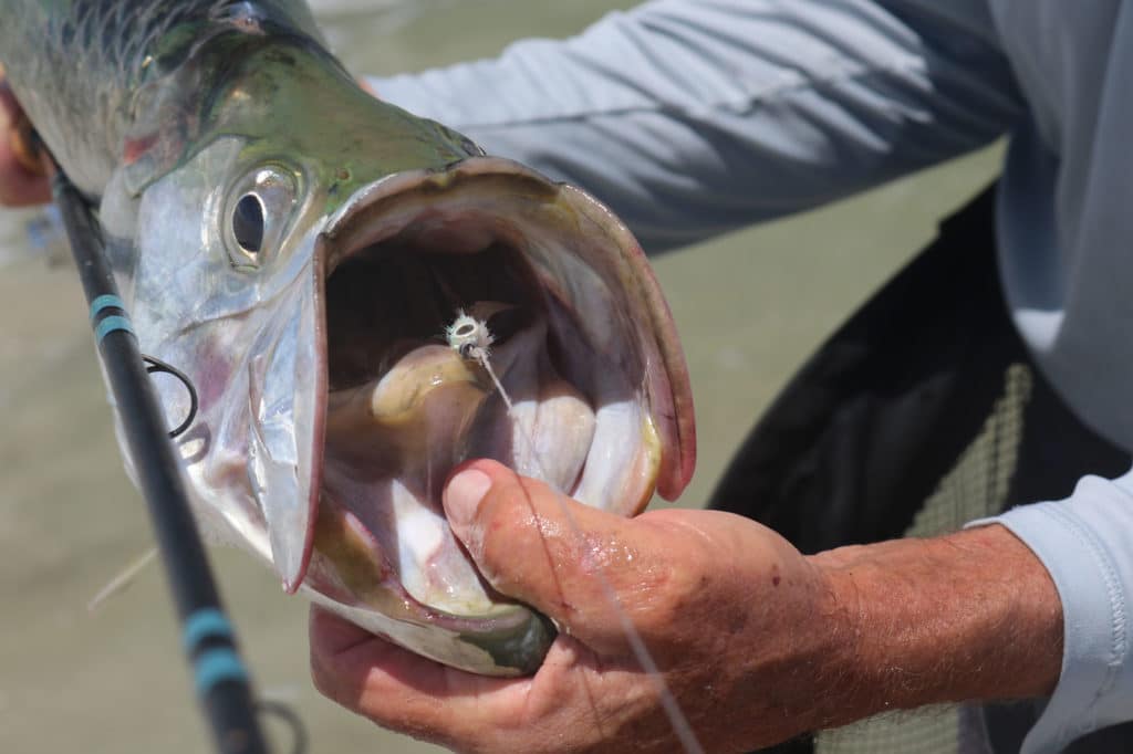 Nice sized tarpon caught on fly