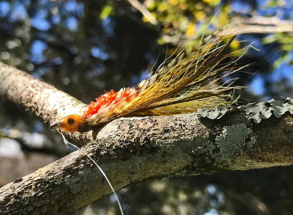 Fly caught in a tree