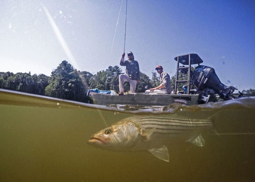 Striped bass caught on fly