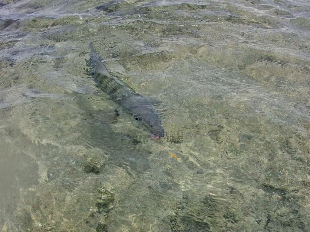 Targeting bonefish on the flats