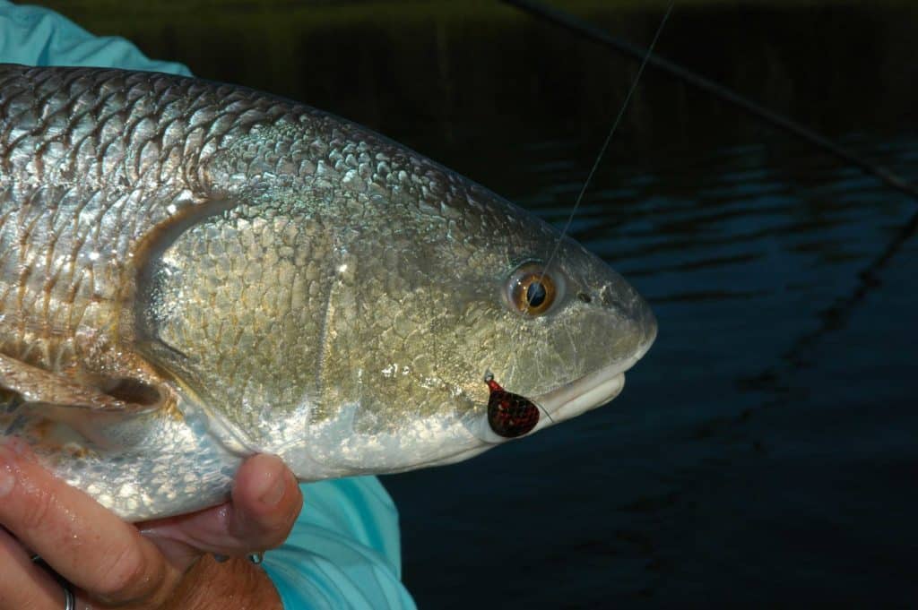 5 Best Redfish Flies for Saltwater Fly Fishing - The Fly Crate