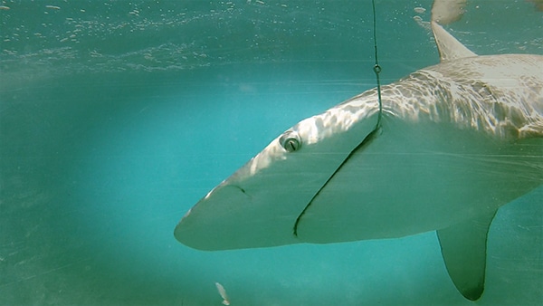 thumb spinner shark fishing