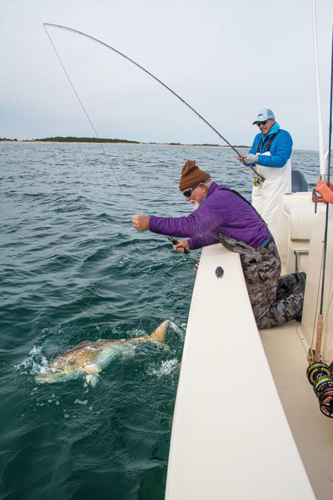 Huge redfish being brought next to the boat