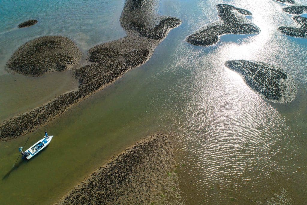 Targeting fish around oyster beds