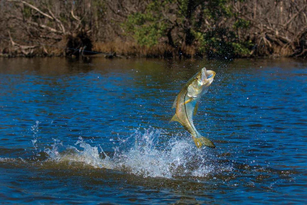 Snook caught around submerged cover