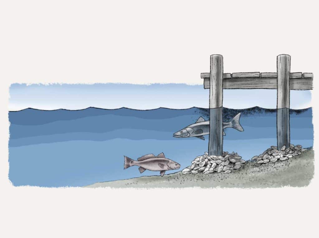 Pilings provide places for fish to hide