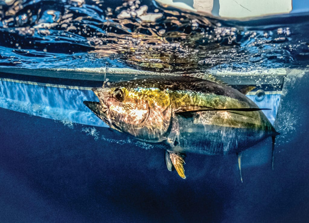 Fishing With Gulf Menhaden