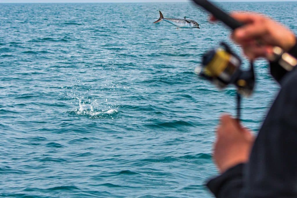 Fish leaping out of the water after being hooked