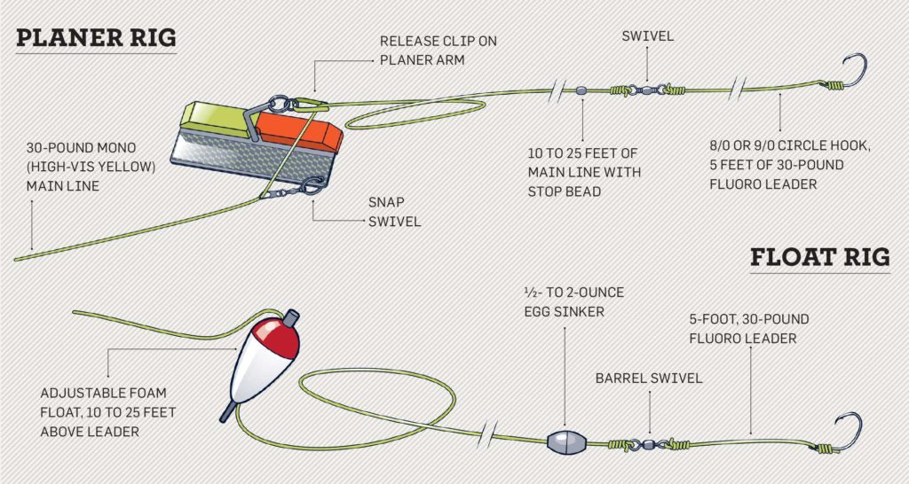 Planer rig and float rig for striped bass