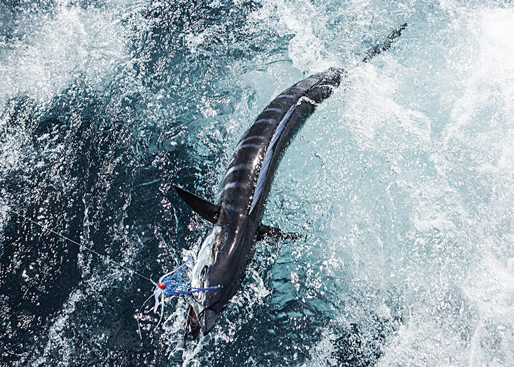 Wahoo caught on weighted ballyhoo