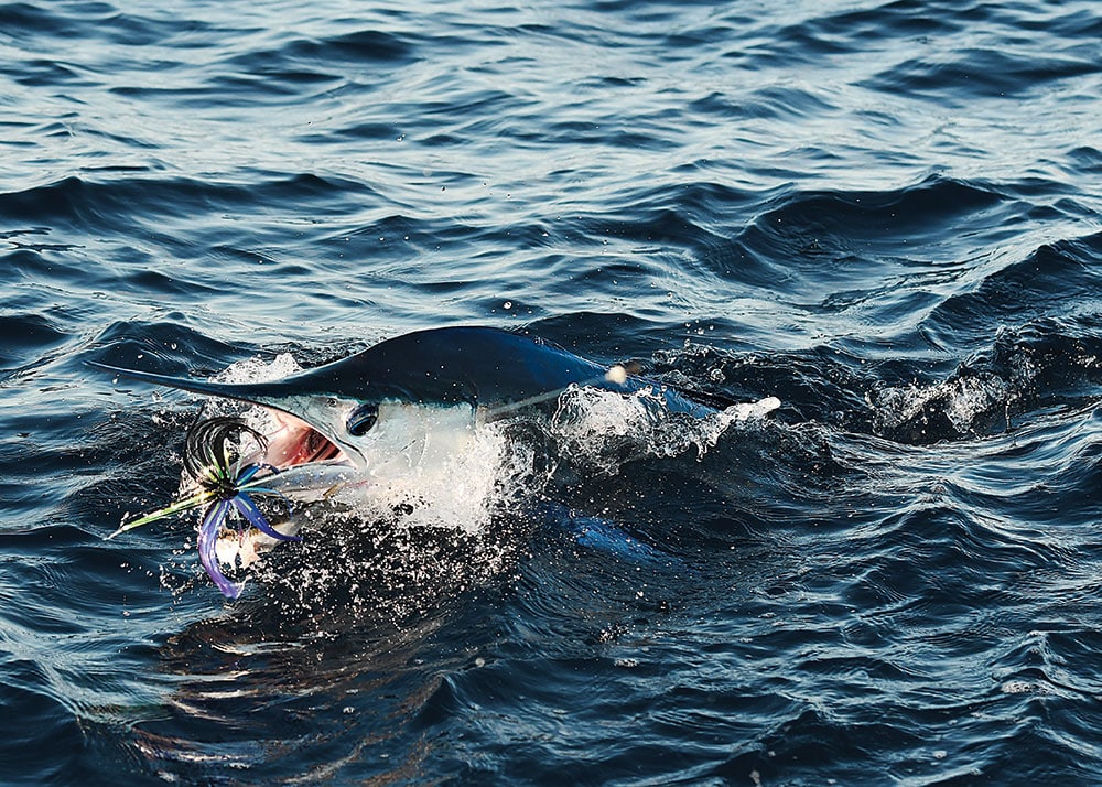 Blue marlin chasing a ballyhoo