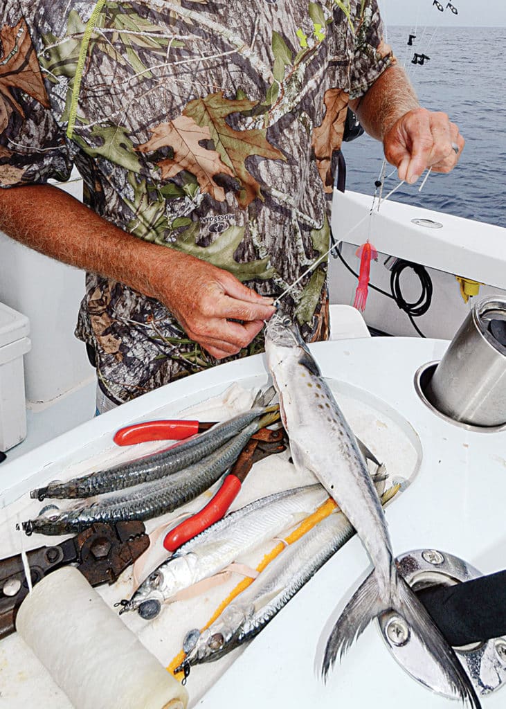 Spanish mackerel and ballyhoo for marlin bait