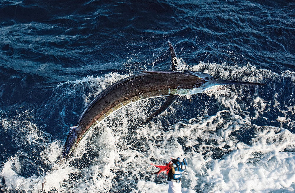 Blue marlin jumping while mate grabs leader