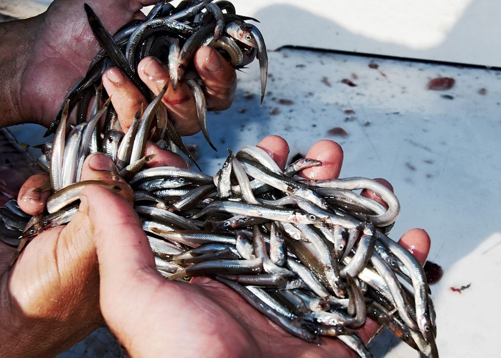 Sand eels for bait