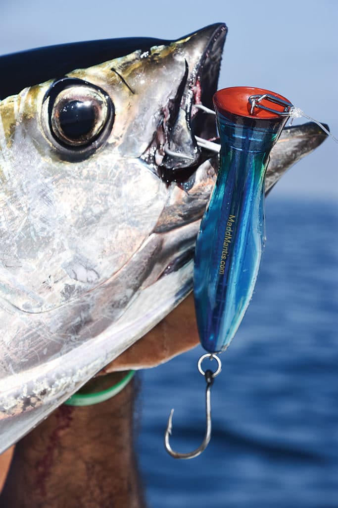 Tuna caught on topwater lure