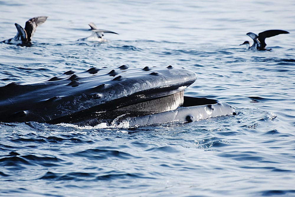 Whales around tuna