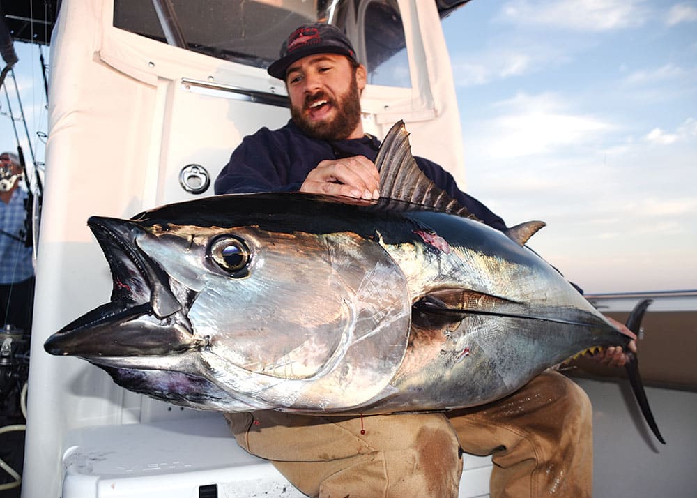 Big bluefin tuna