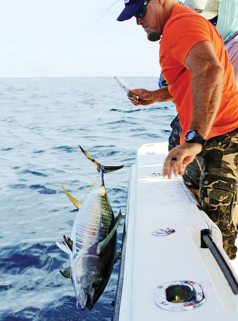 Releasing a schoolie tuna