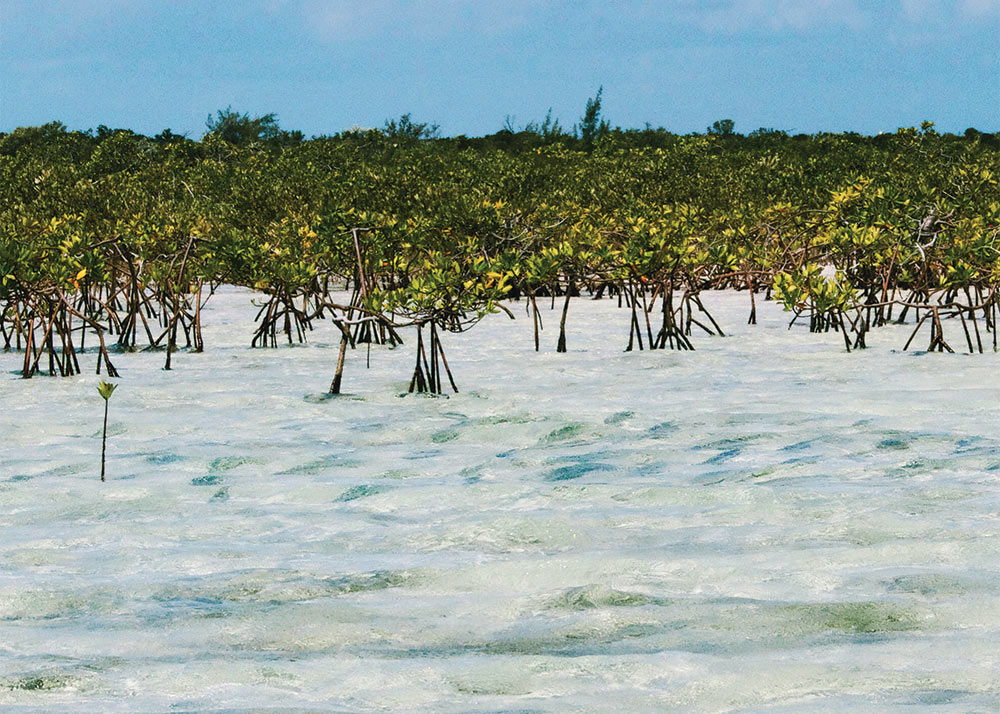 Schools of bonefish in the Bahamas