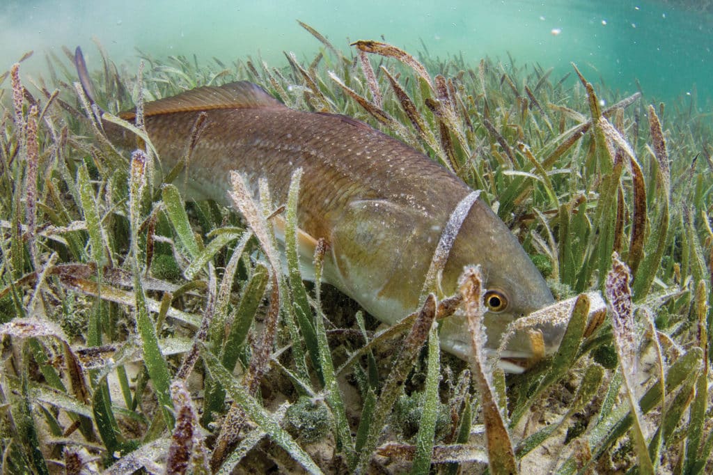 Redfish burying itself in turtle grass