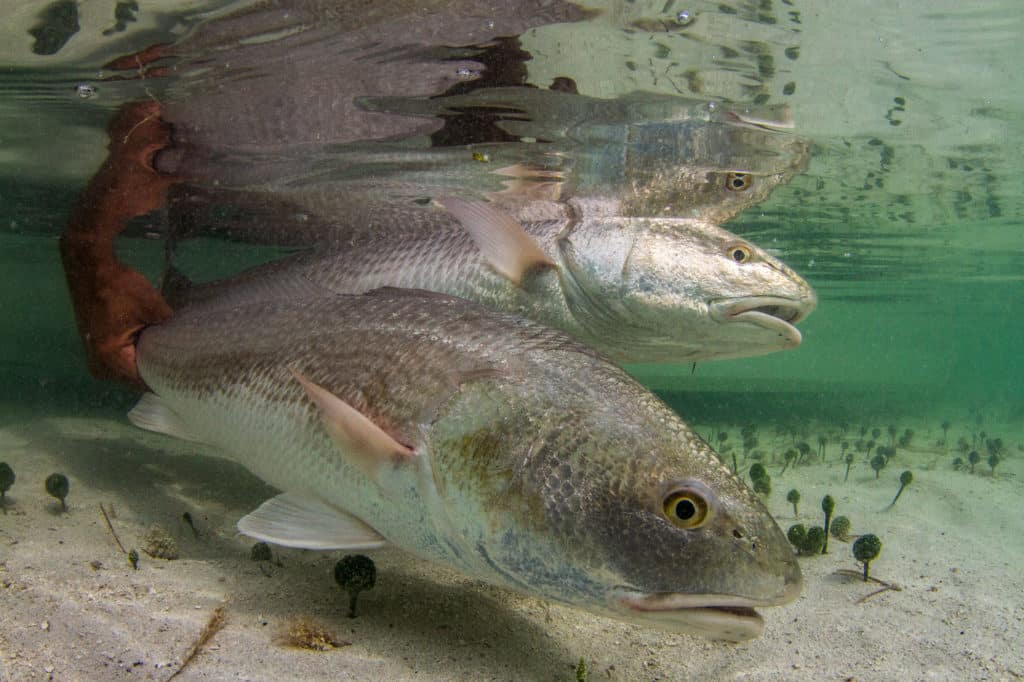 Redfish schooling over sandy bottom