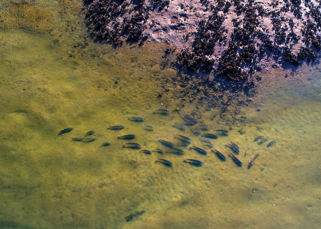 Redfish congregating at tip of oyster bar