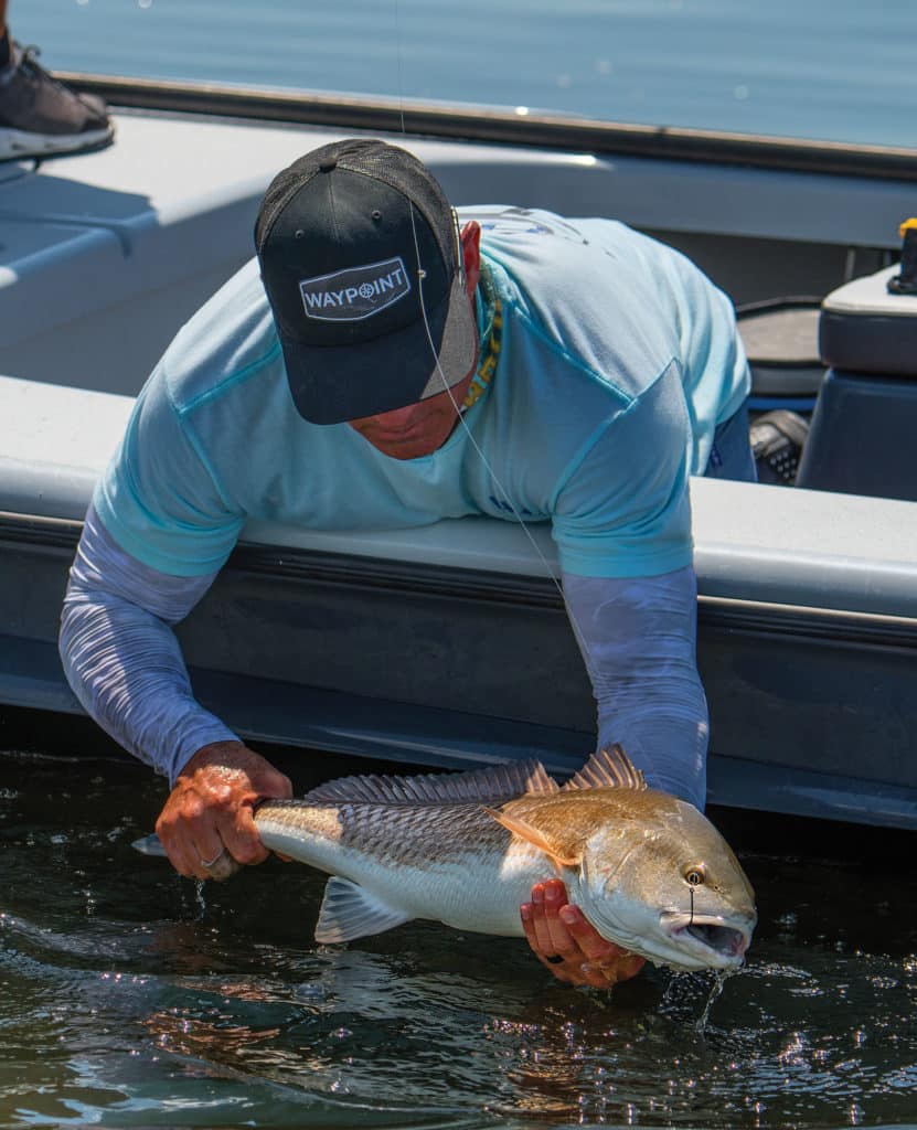 Releasing a bull redfish