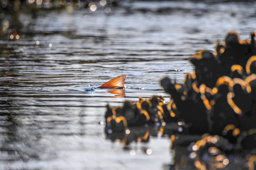 Redfish tailing around oysters