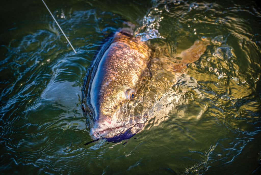 Reeling in a redfish