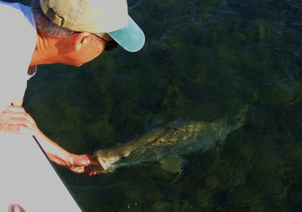 Releasing a snook