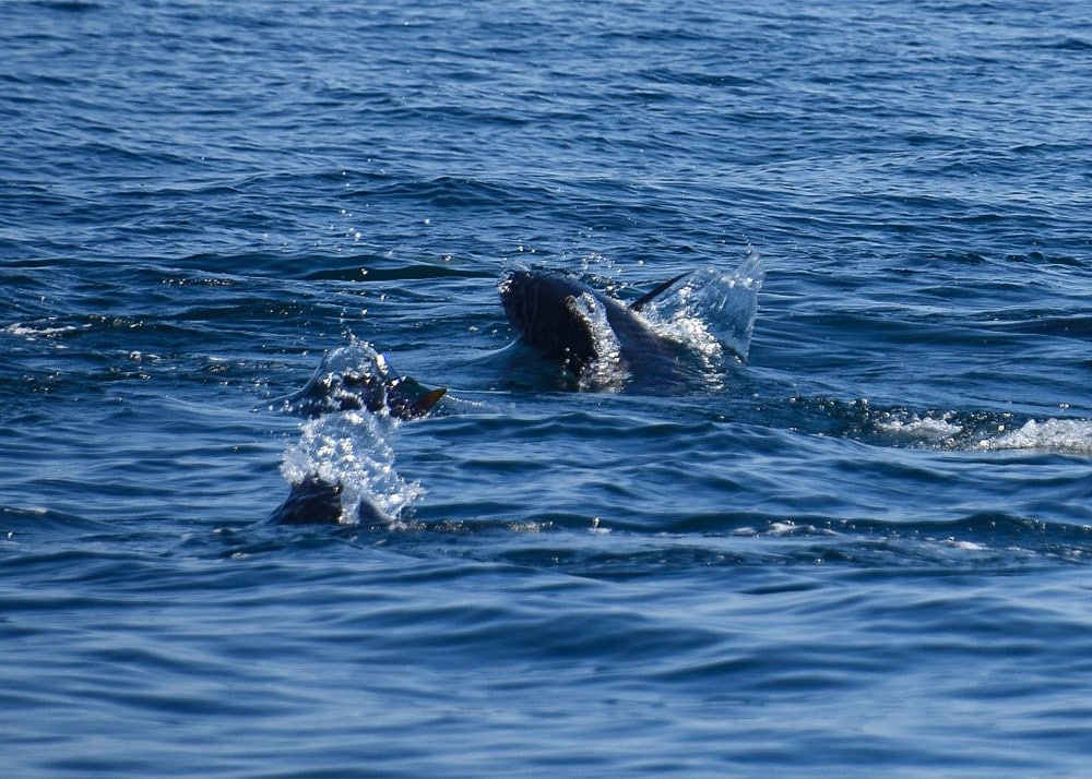 Bluefin chasing baitfish