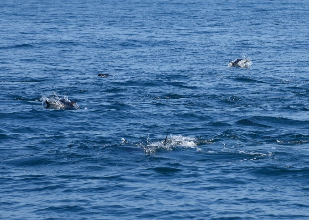 Tuna feeding frenzy