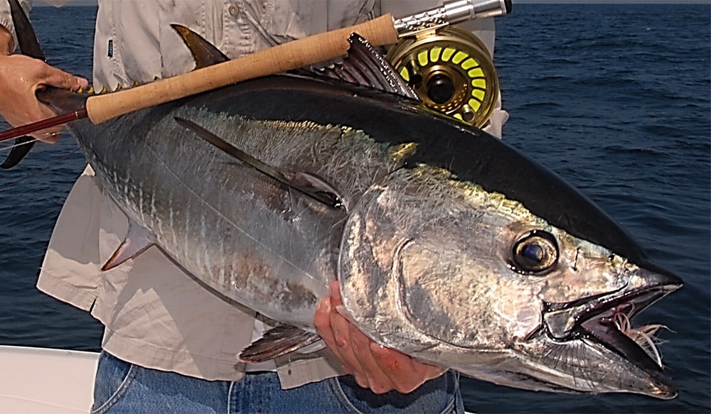 Bluefin tuna fishing on fly