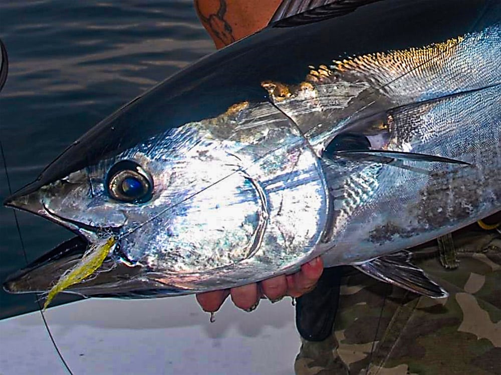 Nice bluefin up close