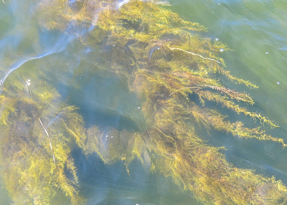 Rock grass attracts fish