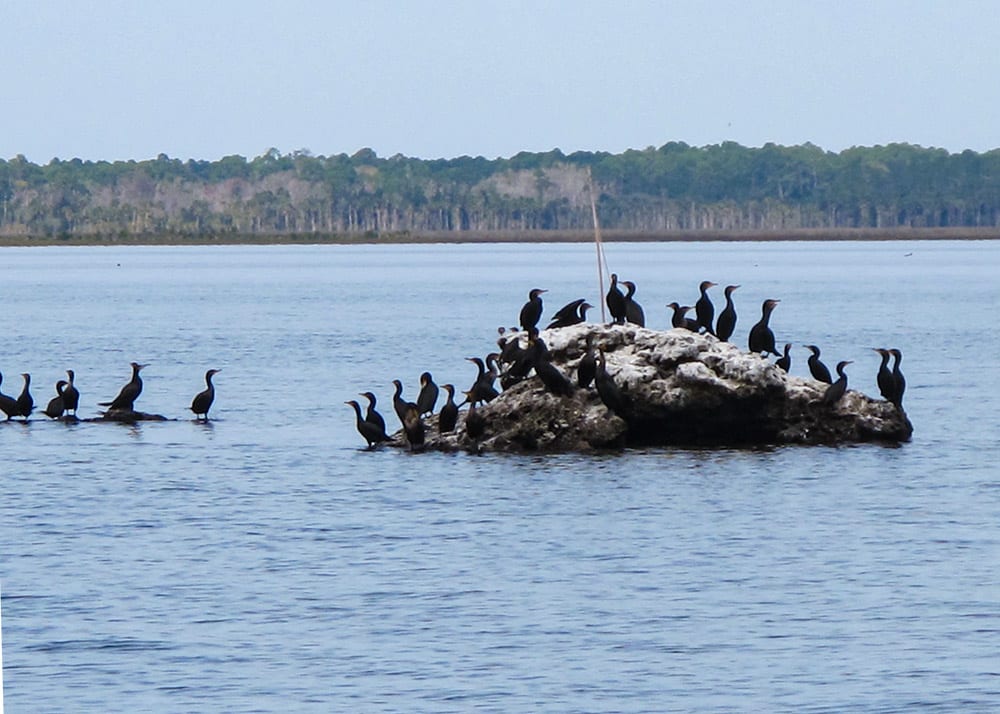 Rocks holding birds and bait