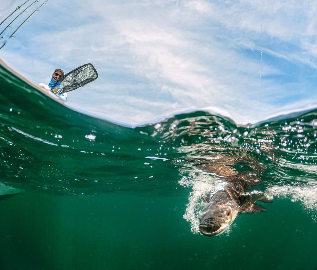 Netting a cobia