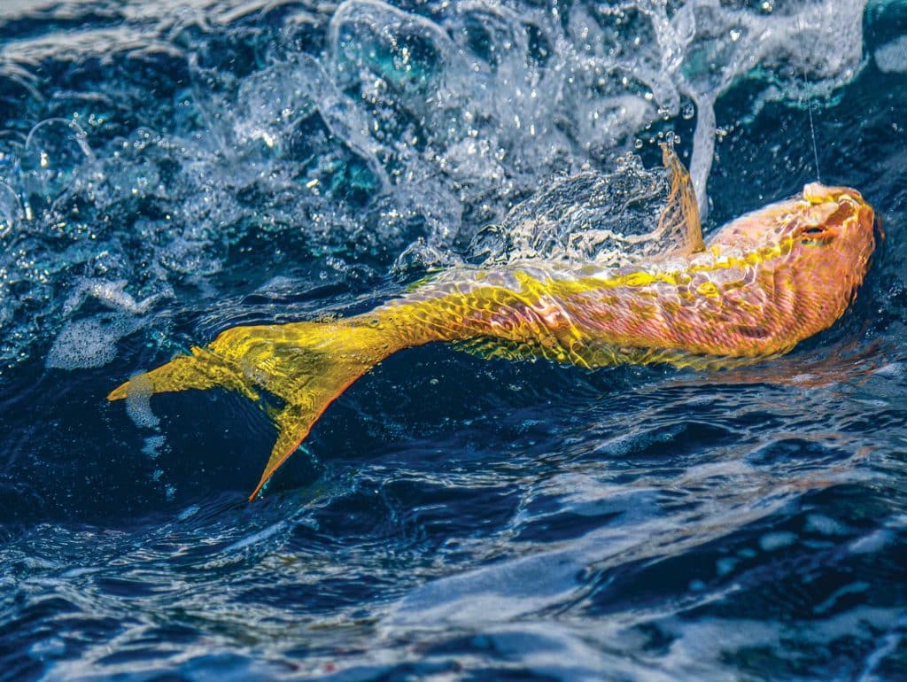 Yellowtails hover around wrecks