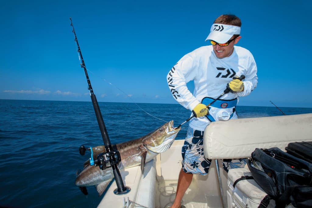 Cobia caught offshore